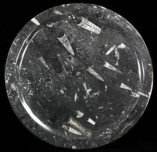 Fossil Orthoceras & Goniatite Plate - Stoneware #40445